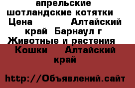 апрельские  шотландские котятки  › Цена ­ 1 000 - Алтайский край, Барнаул г. Животные и растения » Кошки   . Алтайский край